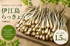沖縄県産 伊江島らっきょう 1.5kgのサムネイル