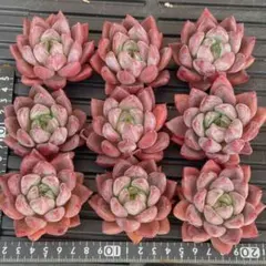 くりりん様 リクエスト 3点 まとめ商品