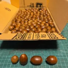 どんぐりミックス120個No.620