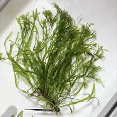 Microsorum sp 'Fireworks' ミクロソリウム 緑 常湿◯ - メルカリ