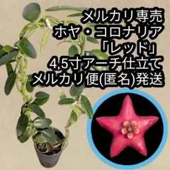 ホヤ・アーチボルデイアーナ 4.5寸アーチ仕立て メルカリ便(匿名)発送