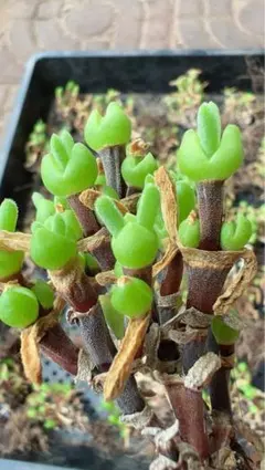 momomo様 リクエスト 2点 まとめ商品