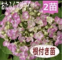 2026年最新】オタフク紫陽花の人気アイテム - メルカリ
