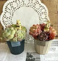 そのまま飾れる多肉植物 うさぎさんのミニ缶 寄せ植え 2点セット