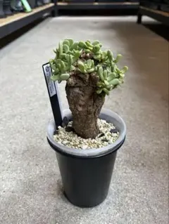 EMP ケラリア ピグマエア 現地球 / 冬型植物 su90