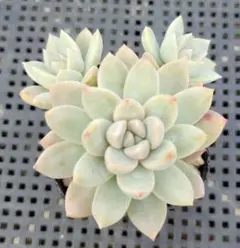 Yuki様 リクエスト 2点 まとめ商品