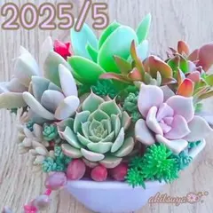 多肉☆ピーチプリデ（特大）・抜き苗 多肉植物 エケベリア ピーチプリデ 抜き苗 - メルカリ