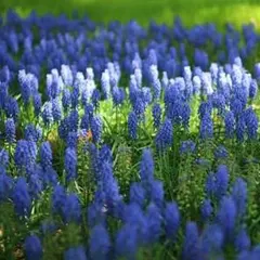 kakashir様 リクエスト 2点 まとめ商品