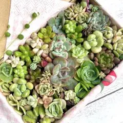 【21日まで】多肉植物 (39) カット苗 セット/韓国苗 普及種 詰め合わせ