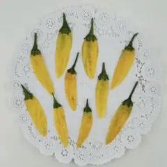 押し野菜♡No429♡黄色唐辛子