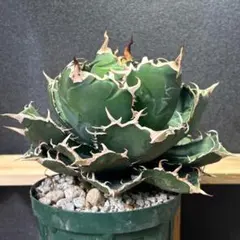 2026年最新】アガベ 子株 セットの人気アイテム - メルカリ