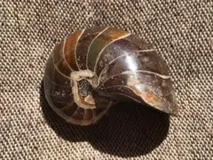 2026年最新】オウムガイ 化石の人気アイテム - メルカリ