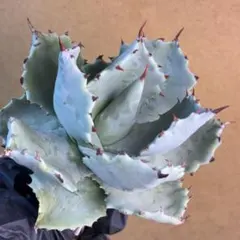 2026年最新】アガベ 甲蟹の人気アイテム - メルカリ