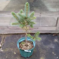 2025年最新】プンゲンス スーパーブルーの人気アイテム - メルカリ