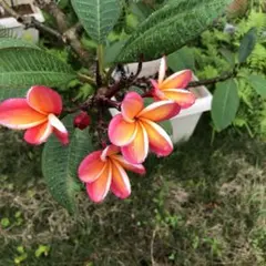 2026年最新】プルメリア 挿し木の人気アイテム - メルカリ