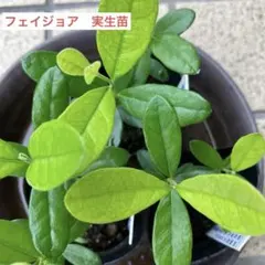 フェイジョア、実生苗、品種不明、ア