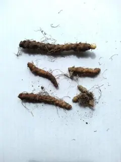 オカワカメ 塊根　むかご④のサムネイル