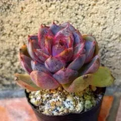 がーこ様 速達❤リクエスト 3点 まとめ商品