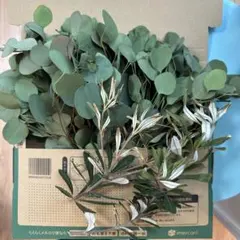 パールアカシア⭐︎*フレッシュ* - メルカリ