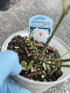ミニバラ♡モカフェローズ♡3.5号♡ポットごと宅急便コンパクト - メルカリ