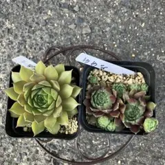 センペルビウム　テデルハイド　ゆめな 2ポット　抜き苗のサムネイル