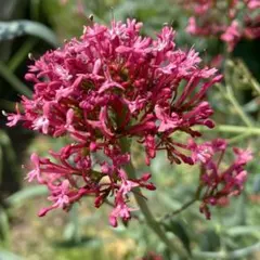 ちゃーこ様 リクエスト 2点 まとめ商品