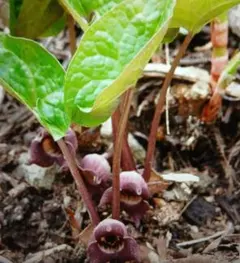 山野草　ウスバサイシンのサムネイル