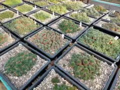 rocoさん専用　センペルビウムセット④ 2026年最新】多肉植物 センペルビウムセットの人気アイテム - メルカリ
