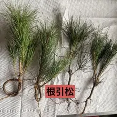 Item thumbnail for item a87138bd-5c8f-4919-84dd-40d2ca62aef4