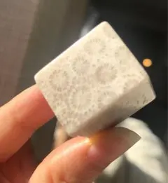 ☘️専用❤︎ 珊瑚 ①