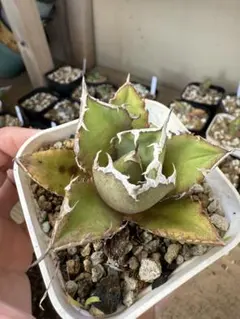 2025年最新】アガベノーネームの人気アイテム - メルカリ