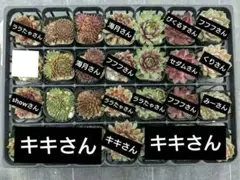 1ポット410円ー センペルビウム26年4月 R1 - メルカリ