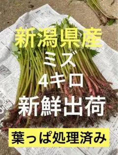 山菜 ミズ 新潟県産 採れたて新鮮発送 3キロ 特別価格 - メルカリ