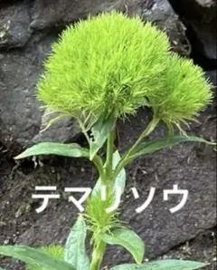 宿根草 テマリナデシコの苗②テマリソウのサムネイル