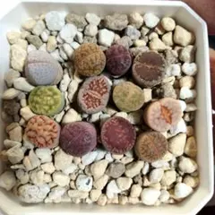 多肉植物 リトープス 抜き苗 品種不明 - メルカリ