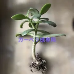 多肉植物「金の成る木」抜き苗のサムネイル