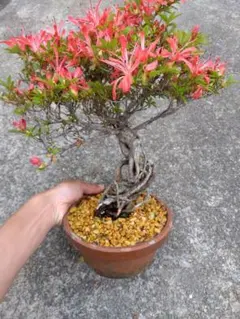 皐月　金采　盆栽　8号陶器鉢つき　根上がり❗古肌❗　② 皐月 金采 盆栽 8号陶器鉢つき 根上がり❗古肌❗ ② - メルカリ