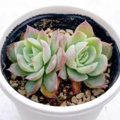 2025年最新】多肉植物 リンゼアナの人気アイテム - メルカリ