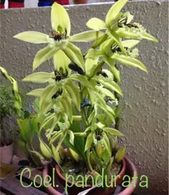 【洋蘭原種】Coel.pundurata 分株リードのサムネイル