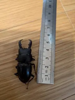 오키나와 플라이 캐쳐 표본의 경우 약 5cm