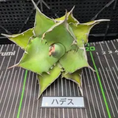 ひろべぇ様 リクエスト 3点 まとめ商品