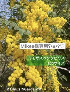 1️⃣Mikea様専用 ミモザスペクタビリス　　　　　　100サイズ　　保湿あり