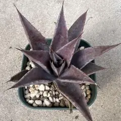 2026年最新】血雨雷神の人気アイテム - メルカリ