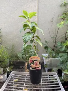 2段咲きハイビスカス⑩ フラミンゴ オレンジ色 挿し木苗 - メルカリ
