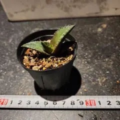 ume-abare-wanko様 リクエスト 2点 まとめ商品