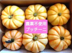 2025年最新】プッチーニ かぼちゃの人気アイテム - メルカリ