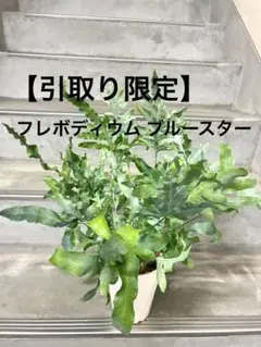 フレボディウム ブルースター 板付け 特大 - メルカリ