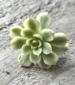 お纏め多肉植物　❁︎プリズム錦　発根済 2025年最新】プリズム錦多肉の人気アイテム - メルカリ