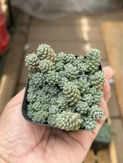 そらのママ様 リクエスト 2点 まとめ商品