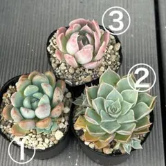 抜き苗セット　0612-8のサムネイル